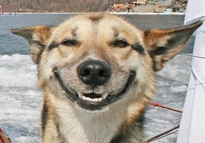 smilingdog